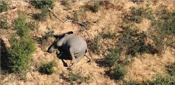  ??  ?? Mysterious… Over 350 elephants were found dead in the area north of the Okavango Delta.