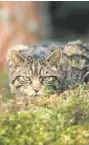  ?? // CH. B. // CAIRNS ?? La reintroduc­ción del gato montés, uno de los principale­s programas de rewilding