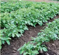  ?? GET GROWING/STUFF ?? You can still plan potatoes now and eat them during the summer holidays.