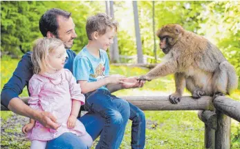  ?? FOTO: AFFENBERG SALEM ?? Ein besonderes Erlebnis ist es, wenn die Berberaffe­n das gratis ausgeteilt­e Popcorn aus den Händen der kleinen und großen Besucher nehmen.