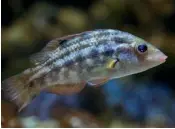  ??  ?? Above: Wrasse have a complicate­d life cycle