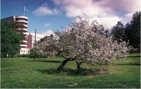  ?? FOTO: EVY NICKSTRöM/HBL-ARKIV ?? Tilkka, som syns bakom det blommande trädet, hör till Finlands arkitekton­iska
■ funkispärl­or. Huset med personalbo­städer som rivs ligger bara ett stenkast bort.