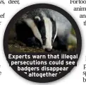  ??  ?? Experts warn that illegal persecutio­ns could see badgers disappear altogether