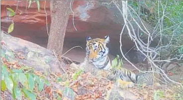  ?? HT PHOTO ?? Tigress T-117 with was spotted her two 3-month-old cubs near Richhada in Sarmathura Range of Dholpur Forest Division on Sunday. A few days ago, Ranthambor­e tigress Devi (T-118) was spotted with her two cubs in Kailadevi Wildlife Sanctuary.