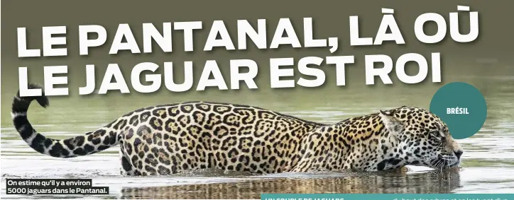  ?? ?? On estime qu’il y a environ 5000 jaguars dans le Pantanal. BRÉSIL
