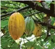  ??  ?? So sehen die länglichen Früchte des Ka kaobaumes aus, wenn sie noch am Ast hängen. Sie sind in etwa so groß wie ein Kinderkopf.