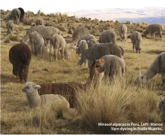  ??  ?? Mirasol alpacas in Peru. Left: Manos Yarn dyeing in Fraile Muerto.