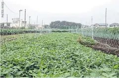  ??  ?? ABOVE Base Side Farm is tucked in between the Yokota Air Base (left) and a residentia­l housing developmen­t in Mizuho in western Tokyo.