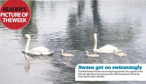  ??  ?? This little family of swans are one big happy family. The cygnets on the Teith at Callander are enjoying a swim with their parents. Photo by Dave MacDonald, Callander