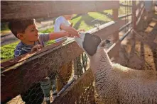  ?? ?? Four-year-old Gavin Honeycutt, with 5-year-old brother Grayson, pet the goats at Larson Family Winery.