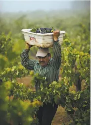  ??  ?? Workers take a brief break during the harvest at Limerick Lane Vineyard in Healdsburg. There is a labor shortage in Wine Country. Donato de Jesus (left) and Peter Mork pick out the leaves from a crate of grapes at Limerick Lane. Luciao Cornejo balances...