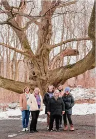  ?? H John Voorhees III/Hearst Connecticu­t Media ?? A Norway maple behind the Ridgefield Guild of Artists has been determined to be the largest in the state. Members of the Guild, from left, Karyn Moroney, Mary Harold, Patty Short, Mary Pat Devine, Mara Freeman and Pam Stoddart stand in front of the tree.