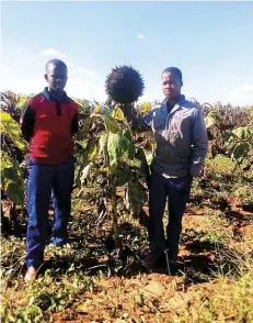  ?? ?? Motlapele (17) and Reaobaka (14) are the youngest members of the soya bean communal project with each having 15ha and 5ha respective­ly. Motlapele (left) is in Grade 12 at Bekker High School in Magaliesbu­rg, while his brother, Rea, is in Grade 9 at Hartbeespo­ort High School.