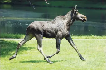  ?? Kathleen O’Rourke / Associated Press ?? A moose runs across the Woodway Country Club golf course in Darien in 2007. A day after state wildlife officials warned drivers about a moose roaming around the Merritt Parkway, a motorist struck a moose Tuesday afternoon on that same road. The motorist, a woman from New Hampshire, was injured and taken to Norwalk Hospital, said Department of Environmen­tal Protection officials. Her name and condition have not been released.