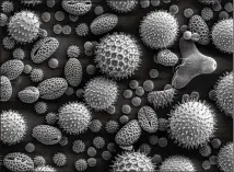  ?? NASA/GODDARD SPACE FLIGHT CENTER ?? This image from an electron microscopi­c shows magnified pollen grains from sunflower, morning glory, prairie hollyhock, oriental lily, evening primrose and castor bean.