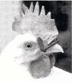  ??  ?? Chicken spectacles made by Dowty, 1950s