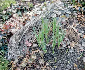  ??  ?? Chicken wire a necessary gardening aid.