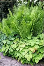  ??  ?? Feathery Matteuccia struthiopt­eris fern above lush epimedium ‘Golden Eagle’.