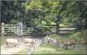  ?? AP/ANDREW MATTHEWS ?? Domestic pigs roam Tuesday during Pannage, when the animals are allowed to wander in the New Forest each fall to feast on fallen acorns near Burley, England. In large quantities, the acorns are dangerous for horses and cattle.