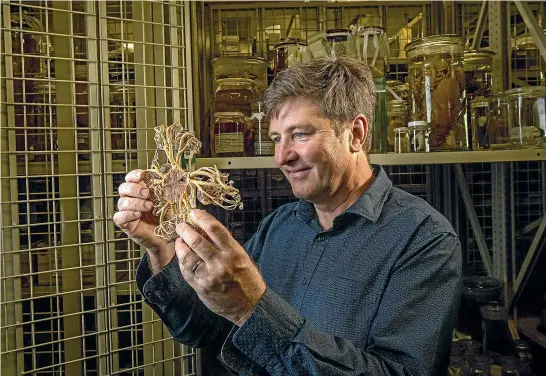  ?? FAIRFAX ?? Dr Tim O’Hara with specimens from the museum’s collection. In the jar is a brittle star.