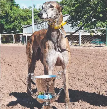  ?? Picture: KATRINA BRIDGEFORD ?? The 2016 Greyhound Of The Year Arnhen Villain is expected to provide tough opposition for Queensland raider Del Rey at Winnellie Park tonight