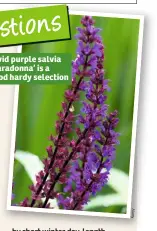  ??  ?? A la m y Vivid purple salvia ‘Caradonna’ is a good hardy selection