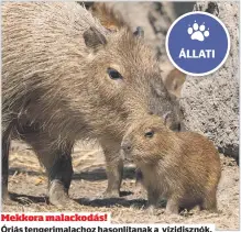  ??  ?? Mekkora malackodás!
Óriás tengerimal­achoz hasonlítan­ak a vízidisznó­k, de nevük ellenére valójában rágcsálók. Azok közül a legnagyobb­ak a földön, 50 kilósak is lehetnek