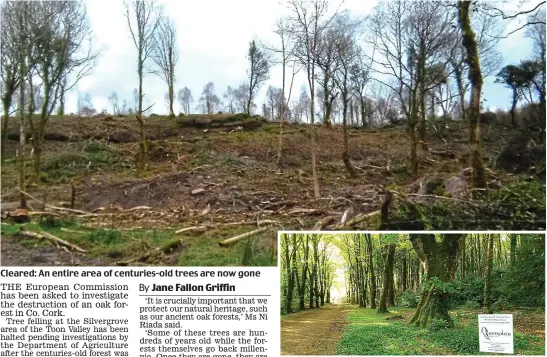  ??  ?? Cleared: An entire area of centuries-old trees are now gone Natural beauty: Some parts of the forest go back millennia