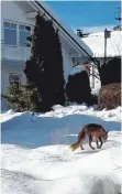  ?? FOTO: ANNELORE BOSCH ?? Dieser Fuchs wurde Mitte Januar in einem Garten am Gwatweg in Isny mit der Handykamer­a „erwischt“.