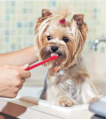  ??  ?? The RSPCA warned that fluoride and xylitol, an artificial sweetener, in toothpaste could prove toxic to dogs if swallowed