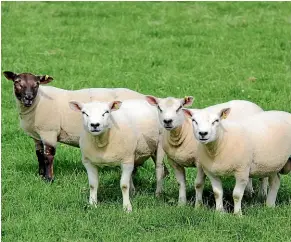  ??  ?? Beltex cross lambs that will be offered for sale by the Robinson family.