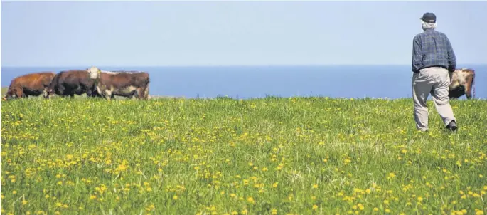  ?? AARON BESWICK ■ THE CHRONICLE HERALD ?? Leo Thompson, 85, walks out across the Mabou Community Pasture in June 2020 to check his cattle.