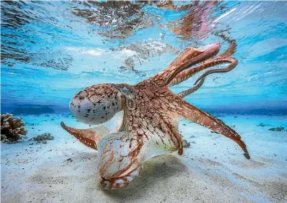  ?? GABRIEL BARATHIEU/ UPY 2017 ?? Gabriel Barathieu’s ‘’Dancing Octopus’' photo was taken in the lagoon of the tiny island of Mayotte in the Indian Ocean.