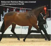  ??  ?? Ballycreen Rainbow Magic was crowned reserve supreme in the UK