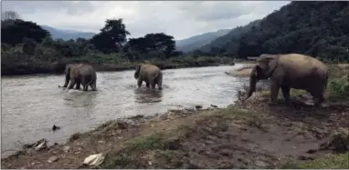  ?? COURTNEY BONNELL — THE ASSOCIATED PRESS ?? In this photo, elephants cross a river at the Elephant Nature Park outside Chiang Mai, Thailand. The sanctuary promises an ethical way to interact with the rescued animals, offering tours that let visitors walk beside them through the jungle.