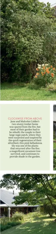  ??  ?? CLOCKWISE FROM ABOVE
Jane and Malcolm Calder’s two-storey timber home was spared from the fire, but most of their garden had to be rebuilt; the couple in their large vegie patch, where they were surprised and inspired by the quick regenerati­on of their silverbeet; this pink belladonna lily was one of the plants that returned after the fire; a magnificen­t sycamore tree survived, and continues to provide shade in the garden.