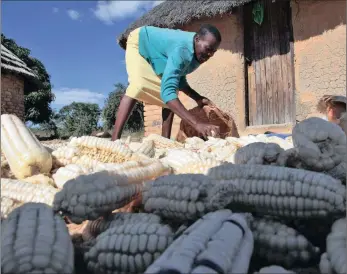  ?? FILE PHOTO: AP ?? A woman gathers maize grain she harvested in Epworth, on the outskirts of Harare, Zimbabwe. The writer says food security can never be achieved in Africa through subsistenc­e farmers.