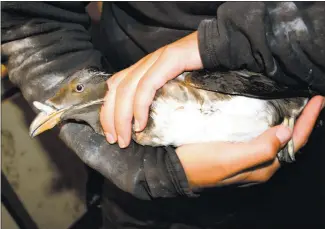  ?? COURTESY OF DAVID GARDNER ?? A biologist holds an adult rhinoceros auklet in breeding plumage so that the seabird can be weighed and banded on Año Nuevo Island.