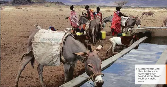  ?? Reuters ?? Maasai women with their livestock at a watering point in Magadi, about 146km south of Nairobi.