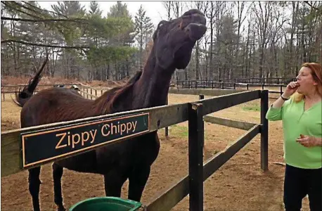  ?? FILE PHOTO ?? Retired racehorse Zippy Chippy raises his head in excitement after being given a treat by Pat Woodruff-Cohan, a volunteer at Old Friends at Cabin Creek in Greenfield. The farm is one of five scheduled to participat­e in this year’s Saratoga County Horse Farm Tour, which runs from noon to 4 p.m. Aug. 19.