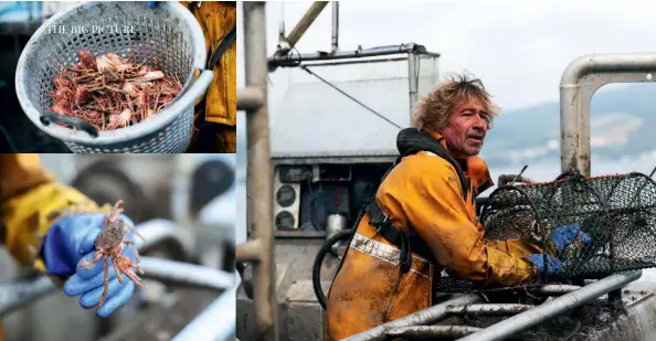  ??  ?? Clockwise from
top left: A bucket of langoustin­e, which can fetch £13 a kilo; creeler Ian Cusik on the Firth of Clyde; creelers return catch which is too small.
Opposite page: The Firth of Clyde is one of the most heavily fished stretches of water in Europe.