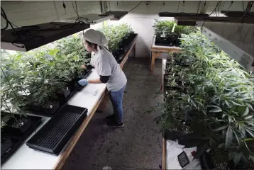  ?? RICHARD VOGEL — THE ASSOCIATED PRESS FILE ?? A grower at Loving Kindness Farms attends to a crop of young marijuana plants in Gardena.