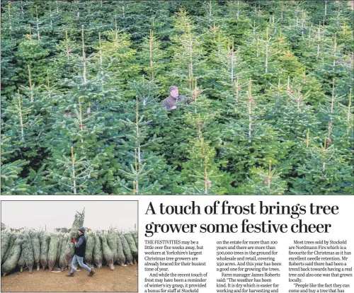  ??  ?? Staff at Stockeld Park Estate, near Wetherby, preparing for one of their busiest times of the year, in their 250-acre Christmas tree plantation.