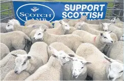  ??  ?? The NFUS wants all major supermarke­ts to commit to offering Scottish lamb this Easter.