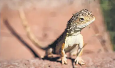  ?? Picture: AFP ?? FACING EXTINCTION. A grassland earless dragon lizard at the Tidbinbill­a Nature Reserve on the outskirts of the Australian capital city of Canberra. Australia’s grassland earless dragons are nearing extinction.