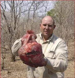  ??  ?? James Mahon het hierdie buffel ’n hartskoot gegee. Die dier vrek stelselmat­ig van só ’n wond as gevolg van bloedverli­es.