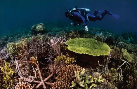  ?? (2019/THE OCEAN AGENCY) ?? Quatre ans après l’implantati­on de fragments de corail, les récifs reprennent des couleurs.