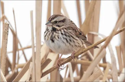  ?? BRUCE MACTAVISH PHOTO ?? This chubby little song sparrow sits quietly by Quidi Vidi Lake waiting patiently for some ducks to finish eating their share of bird seed.