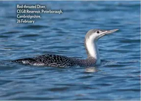  ??  ?? Red-throated Diver, CEGB Reservoir, Peterborou­gh, Cambridges­hire,
26 February