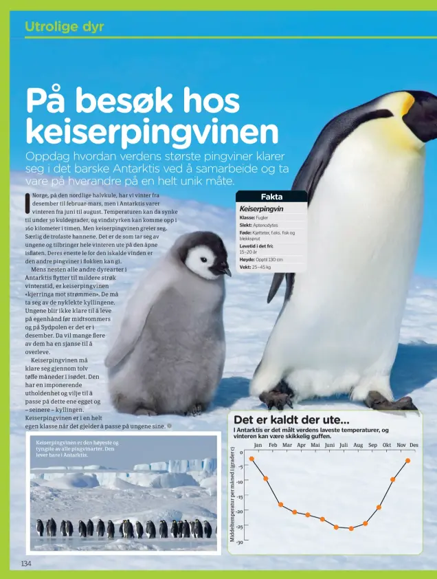  ??  ?? Keiserping­vinen er den høyeste og tyngste av alle pingvinart­er. Den lever bare i Antarktis.